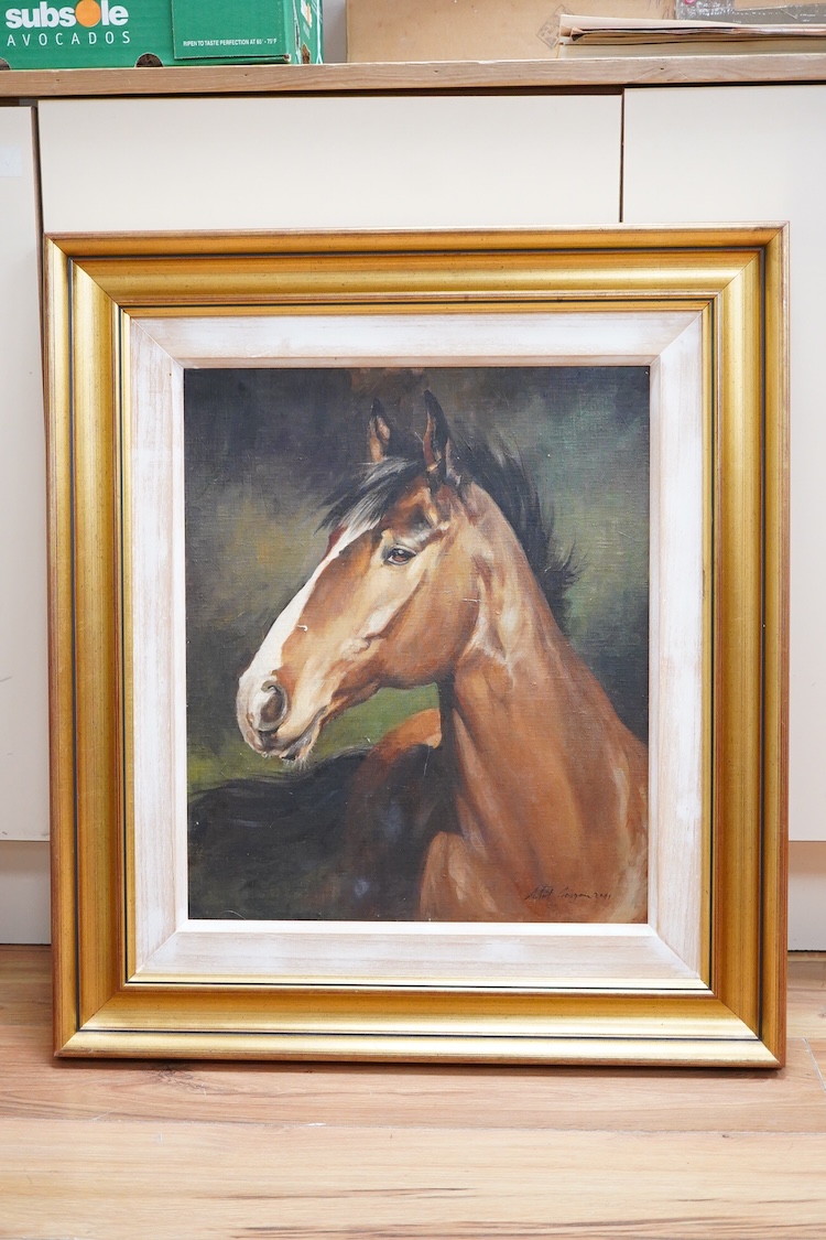 Matt Gascoigne, Study of a bay horse's head, signed and dated 2001, contemporary oil on canvas, 48 x 40cm
